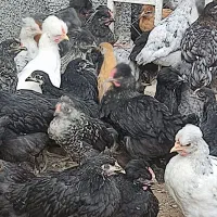 جوجه مرغ و خروس کاکلی