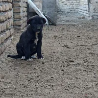 توله ماده افقان