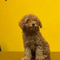 توی پودل رنگ رد و موکایی