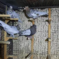 ۳تا سینه سرور ۱دونه یکت سفید|پرنده|شیراز, شهرک گلستان|دیوار