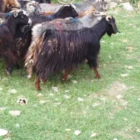 بز فروشی|حیوانات مزرعه|گرگان, |دیوار