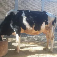 گاو گوساله آبستن|حیوانات مزرعه|گتوند, |دیوار