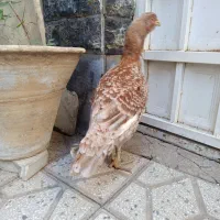 مرغ لاری ،رنگ خاص ،وارداتی از عراق