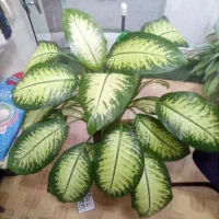 گل خانگی دیفن و آگلونما