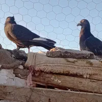 کفتر|حیوانات|زرند, |دیوار