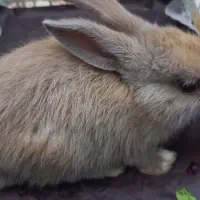 خرگوش معاوضه با عروس هلندی