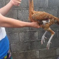 جوجه لاری نصل|حیوانات مزرعه|پره‌سر, |دیوار