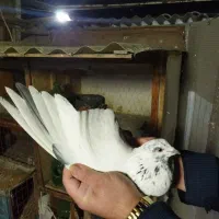 دوتا گرفتنی عالی