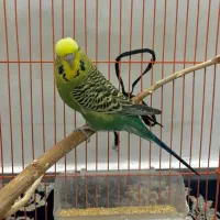 مرغ عشق انگلیسی