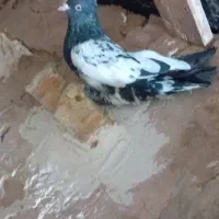 کفتر|پرنده|مشهد, طبرسی شمالی|دیوار