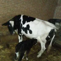 گاو هلشتاین درجه یک شکم3 با گوساله درجه یک ماده