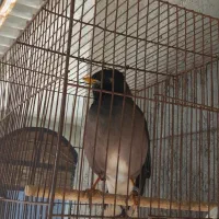 مرغ مینا|پرنده|قشم, |دیوار