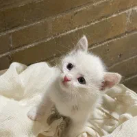 واگذاری بچه گربه