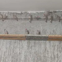 فنچ نرگسی و کرواتی یکجا ۱۳۰۰|پرنده|سبزوار, کراب|دیوار