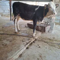 گوساله