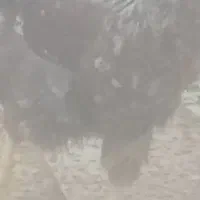 مرغ خانگی شوتی