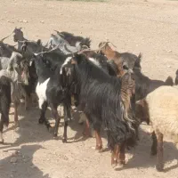 ساورین
