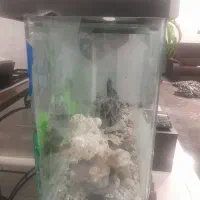 آکواریوم شیشه خم|ماهی|اصفهان, شهرک کاوه|دیوار