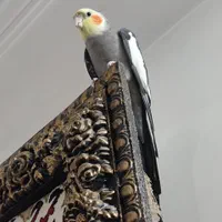 عروس هلندی چندماه گم شده حوالی 16متری زنگارکی|حیوانات|قم, نیروگاه|دیوار