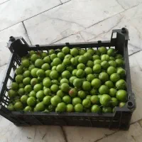 گوجه سبز تازه درشت و ابدار