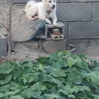 سگ پاکوتاه شتینزو پامر|سگ|چابهار, |دیوار