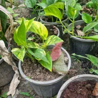 گل حسن یوسف و باباادم و پوتوس و سانسوریا