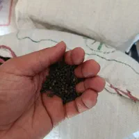 گندی سیاه.ماش|خوردنی و آشامیدنی|باغ ملک, |دیوار