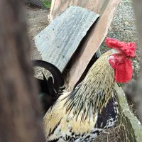 تخم نطفه دار گلین