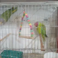 جفت ملنگو کله فندقی(الویی)