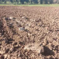 زمین کشاورزی ماهان