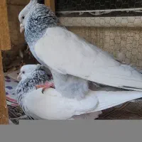 سینه آبی و سوسنی