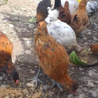 جوجه گلین