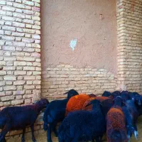 گوسفند قزل افشار و قره قزل اصل