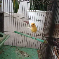 قناری ماده|پرنده|مشگین شهر, |دیوار