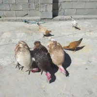 بوقلمون ارگانیک محلی