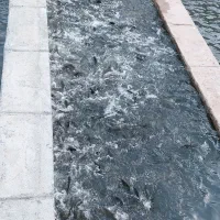 ماهی قزل آلا تازه و منجمد