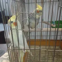 عروس هلندی