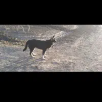 سگ هاسکی نر|سگ|تربت‌حیدریه, حاجی یار‎|دیوار