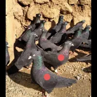 کبوتر زاغ|پرنده|بیستون, |دیوار