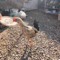 خروس نژاد دار|حیوانات مزرعه|کیاشهر, |دیوار