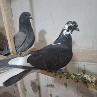 کبوتر|پرنده|سیرجان, |دیوار