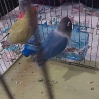 طوطی برزیلی نر و ماده|پرنده|نهاوند, |دیوار