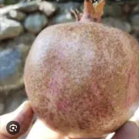 ۴۰۰ کیلو انار کیوانی (کیهانی) درجه یک قیمت توافقی