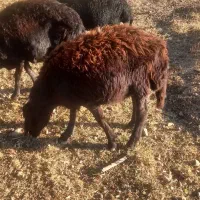 ۱ قوچ ۱ بره نر و ۲ تا بز نر فروشی|حیوانات مزرعه|ایجرود, |دیوار