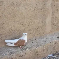 سلام یک جفت پشدار زرد کاکولی نوک جمع قطه بزرگ