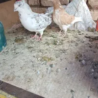 کبوتر طوقی و گرگی و پیس زرد خطی|پرنده|نائین, |دیوار