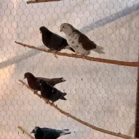 کبوتر|پرنده|تنکمان, |دیوار