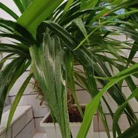 دو عدد گل  شمشیری طبیعی و بزرگ