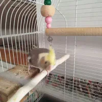 عروس هلندی ماده|پرنده|ری, فیروزآباد|دیوار