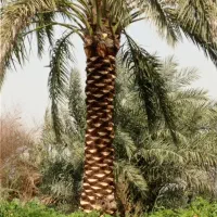 خدمات باغبانی وکارهای نخل